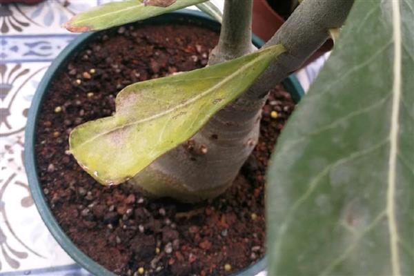 沙漠玫瑰冬天叶子发黄如何解决，剪除黄叶并根据发生原因采取对应措施