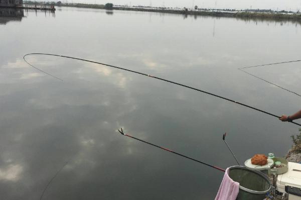 怎么在黑坑中钓青鱼，用颗粒饲料打窝可起到引诱效果