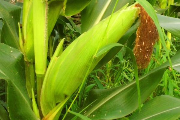 玄育1号玉米种子特征特性，基肥应每亩施20千克