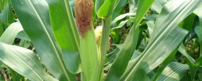 丰源898玉米种子介绍,4月上旬播种