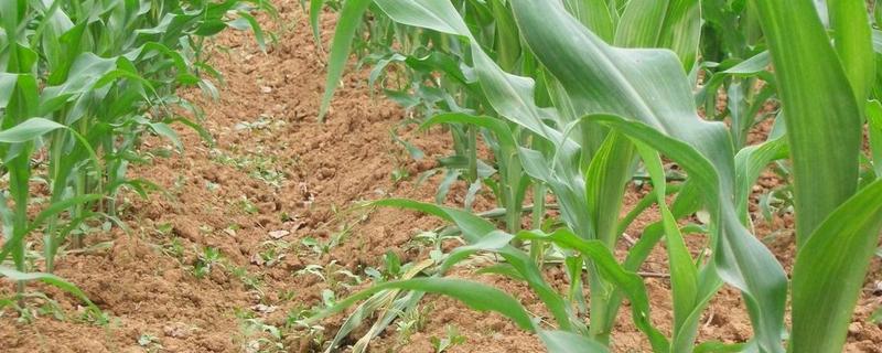 DC3000玉米种子简介，高抗腐霉茎腐病