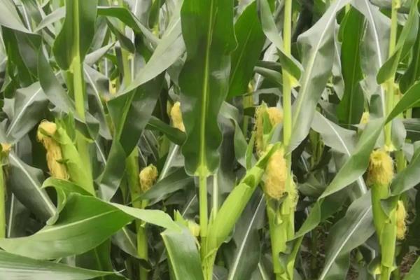 都市彩甜糯12号玉米种子特点，种植密度每亩3600株
