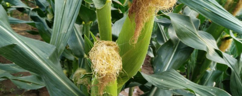 金凯796玉米种子特点，中抗腐霉茎腐病