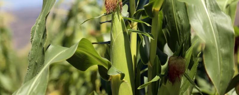靖元玉2号玉米品种的特性，基肥应每亩施35千克