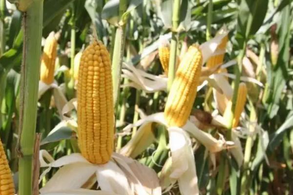 金张掖301玉米种子简介，高抗腐霉茎腐病