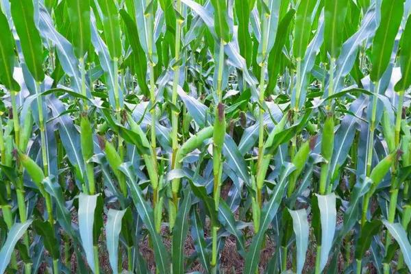 都市彩甜糯12号玉米种子特点，种植密度每亩3600株