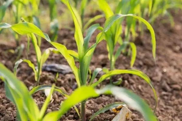 金凯796玉米种子特点，中抗腐霉茎腐病