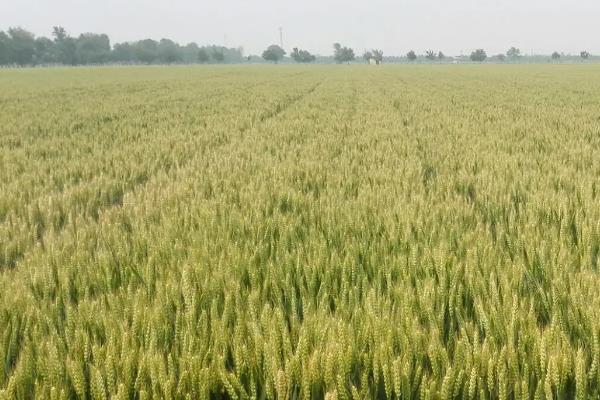 金浪2号小麦种子特点，中抗白粉病