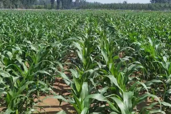 丰源898玉米种子介绍，4月上旬播种