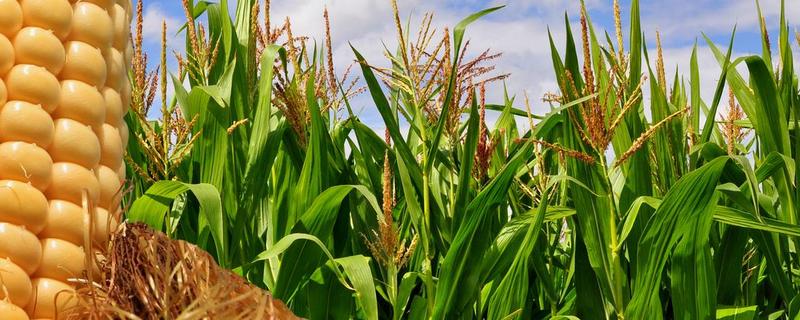 禾创599玉米品种简介，种植密度5000株/亩为宜