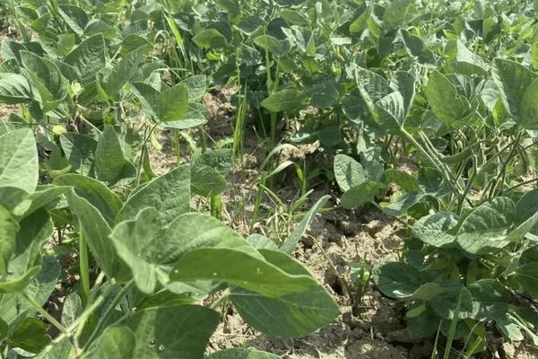 金凯796玉米种子特点，中抗腐霉茎腐病