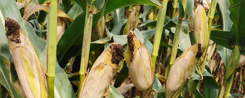 金张掖301玉米种子简介，高抗腐霉茎腐病
