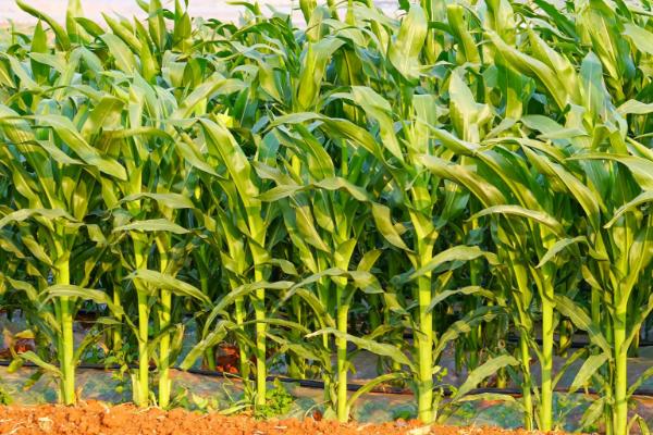 强丰216玉米品种的特性,基肥应每亩施30千克