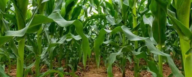 都市彩甜糯12号玉米种子特点,种植密度每亩3600株