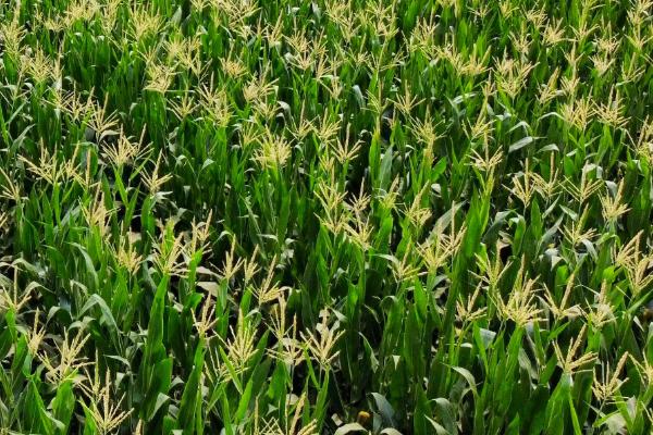 H9018玉米种子简介，种植密度每亩4500株
