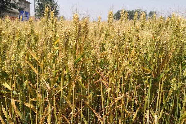 金浪2号小麦种子特点，中抗白粉病