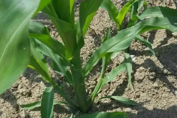 禾创599玉米品种简介，种植密度5000株/亩为宜