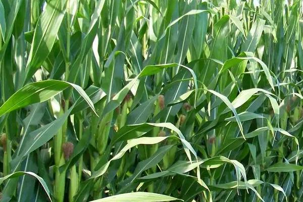 H9018玉米种子简介，种植密度每亩4500株