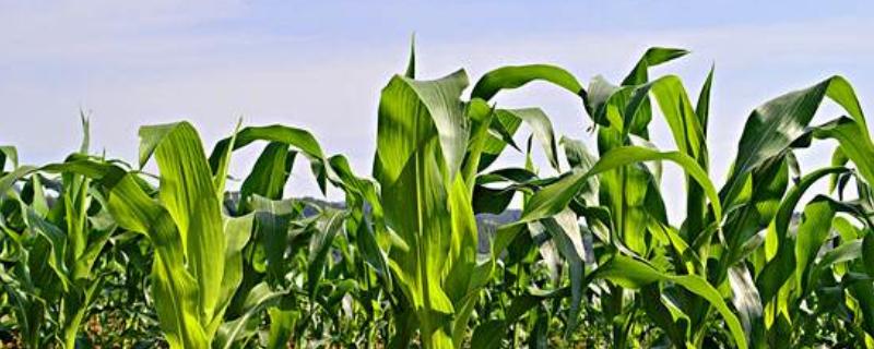 H9018玉米种子简介，种植密度每亩4500株