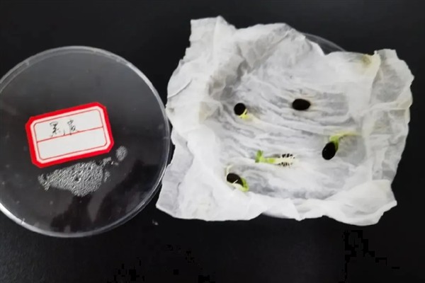 西瓜催芽方式,可以用恒温箱催芽
