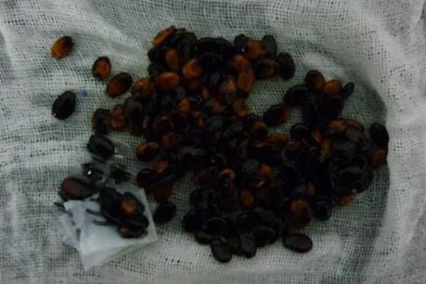 西瓜催芽方式,可以用恒温箱催芽