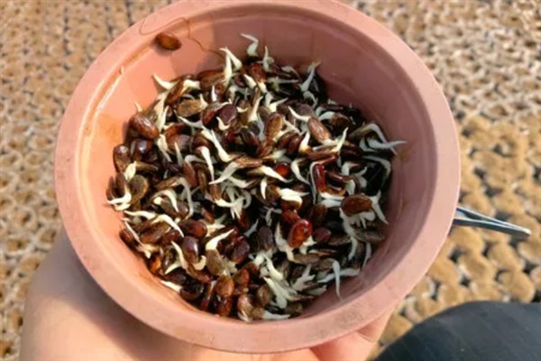 西瓜催芽方式,可以用恒温箱催芽