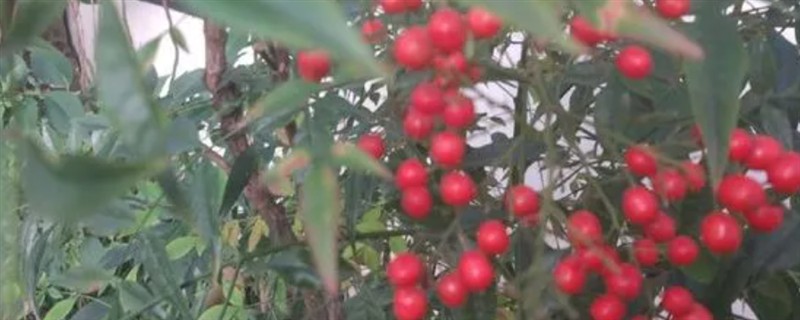 风景树上的红果能不能吃,最好不吃