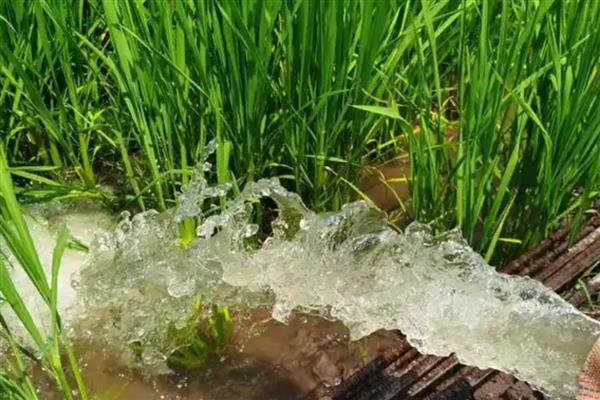 水稻后期的水分管理方法，抽穗后的1个月以内不能停灌