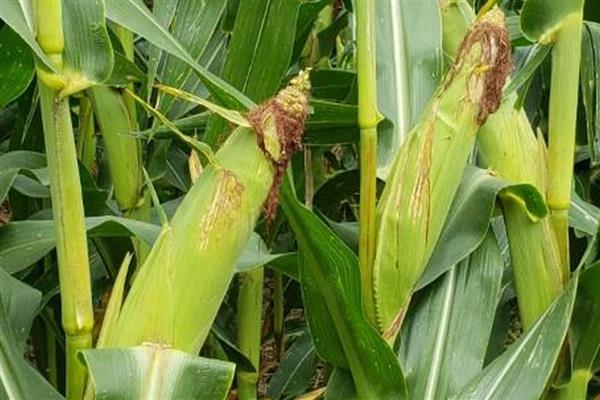 GFY3219玉米种简介，生育期143天