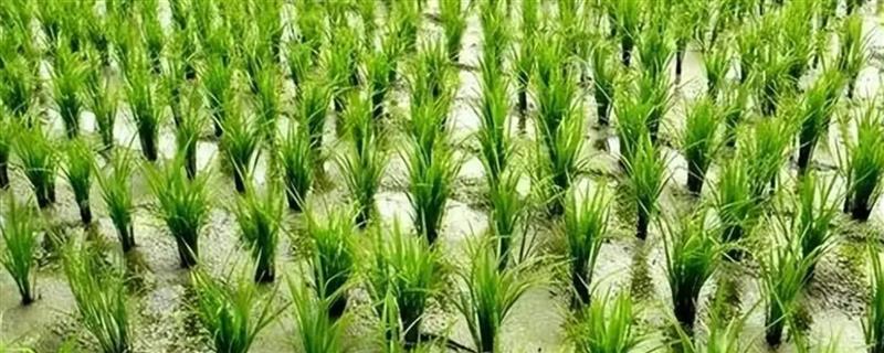 水稻后期的水分管理方法，抽穗后的1个月以内不能停灌
