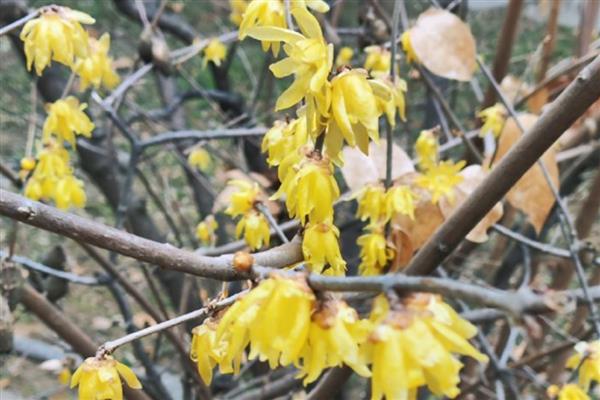 腊梅的播种时间，以2-3月份、7-8月份为主