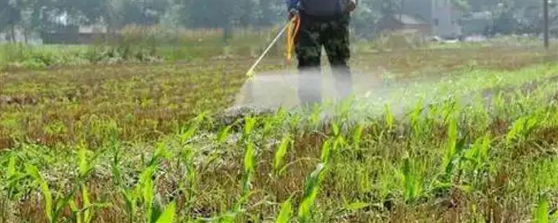 除草剂怎么施才不影响作物生长，需根据土壤的特性来喷施