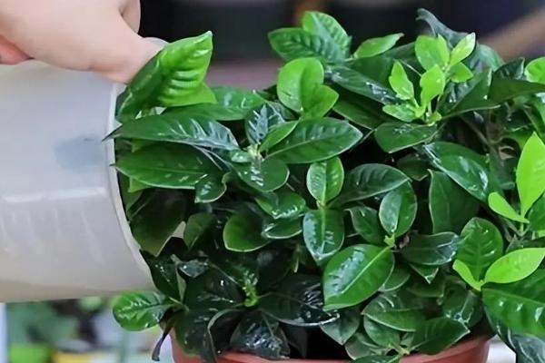 栀子花的浇水方式，春秋季节每隔2-3天浇一次
