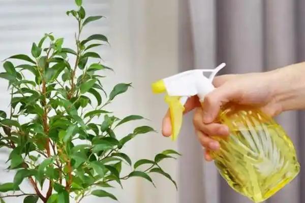 栀子花的浇水方式，春秋季节每隔2-3天浇一次