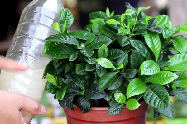 栀子花的浇水方式，春秋季节每隔2-3天浇一次