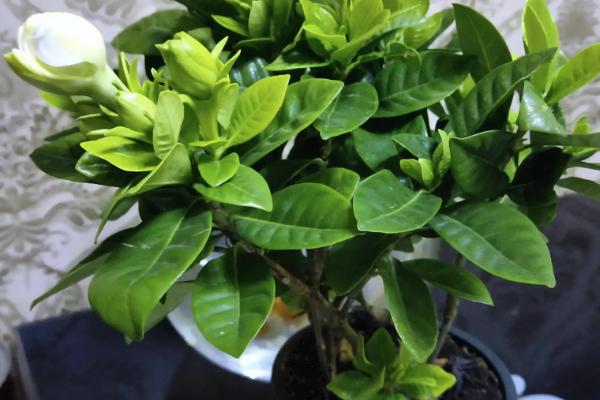 栀子花的浇水方式，春秋季节每隔2-3天浇一次