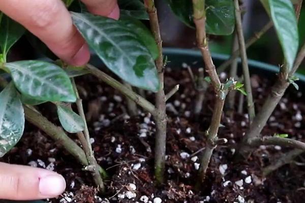 栀子花的浇水方式，春秋季节每隔2-3天浇一次