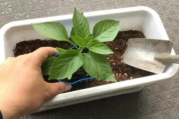 栀子花的浇水方式，春秋季节每隔2-3天浇一次