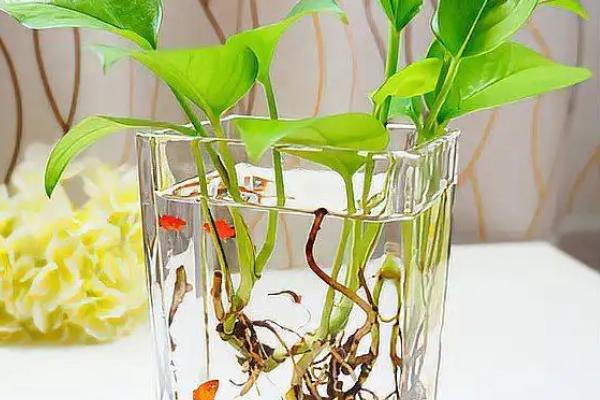 水培绿萝如何才能快速生根，选择生长状态良好的枝条