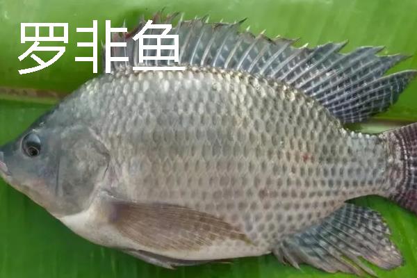 3号白狐钩适合钓哪些鱼类，以黄颡鱼、罗非鱼等品种为宜