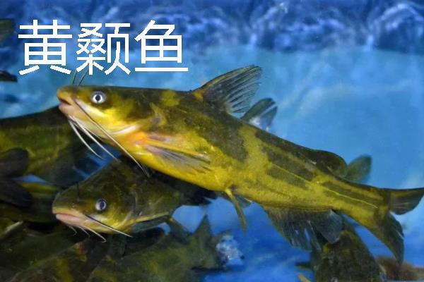 3号白狐钩适合钓哪些鱼类，以黄颡鱼、罗非鱼等品种为宜