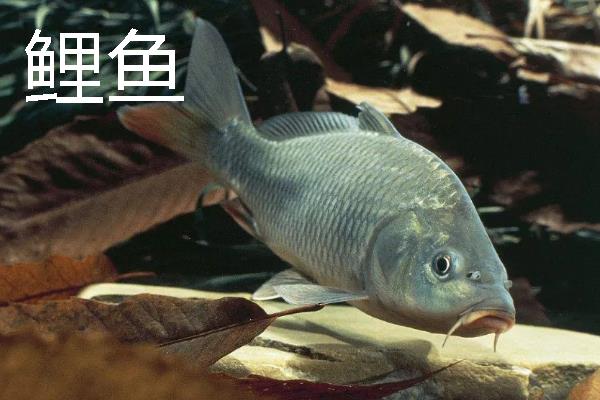 3号白狐钩适合钓哪些鱼类，以黄颡鱼、罗非鱼等品种为宜