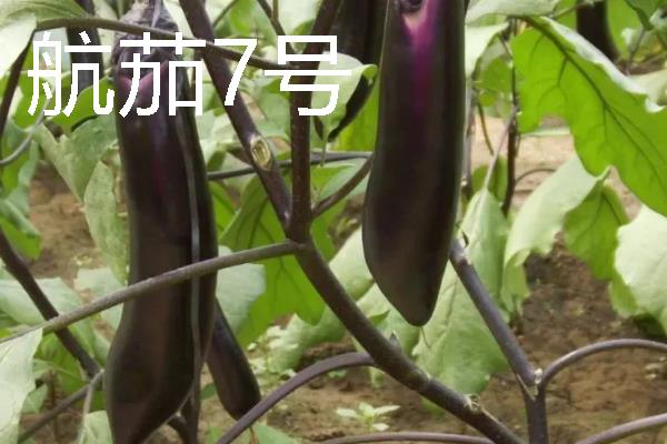 无限生长型的茄子品种，有航茄7号、爱丽舍等