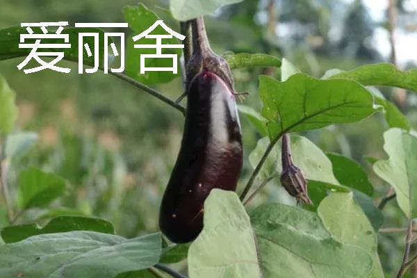 无限生长型的茄子品种，有航茄7号、爱丽舍等