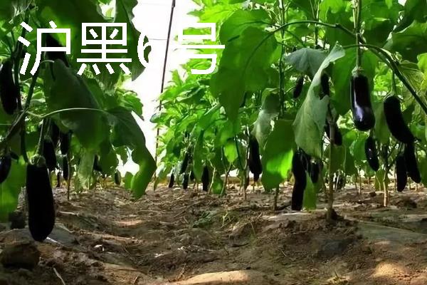 无限生长型的茄子品种，有航茄7号、爱丽舍等