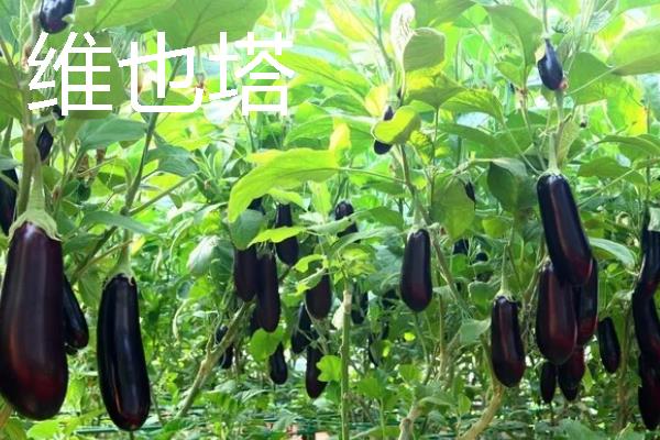 无限生长型的茄子品种，有航茄7号、爱丽舍等