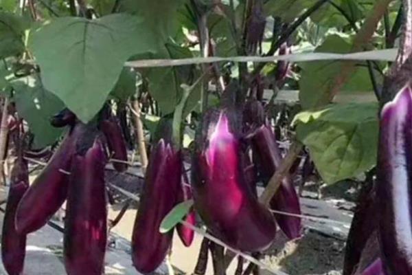 无限生长型的茄子品种，有航茄7号、爱丽舍等