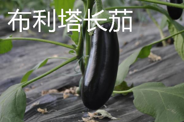 无限生长型的茄子品种，有航茄7号、爱丽舍等