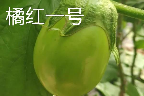 无限生长型的茄子品种，有航茄7号、爱丽舍等