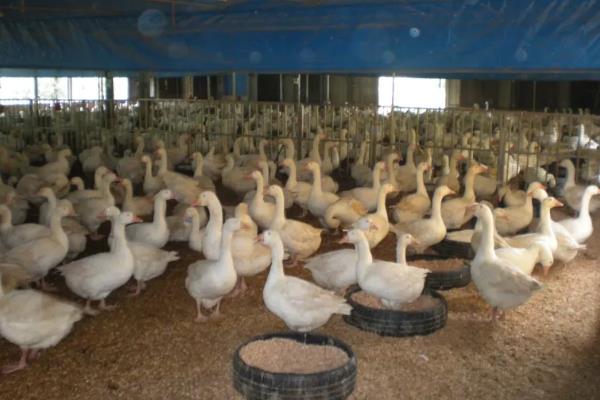 肉鹅的养殖方式，幼鹅的养殖温度保持在25-28℃